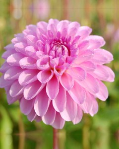 Dahlia Stolze von Berlin6